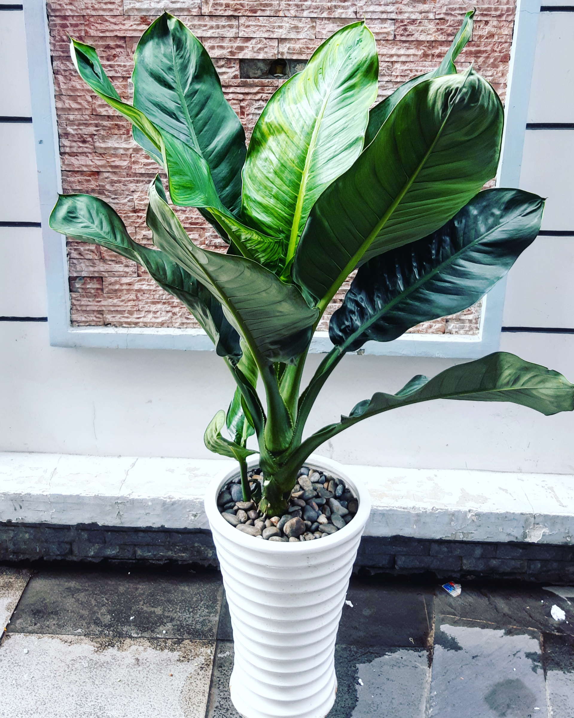 5 lợi ích khi trồng cây đại phú gia