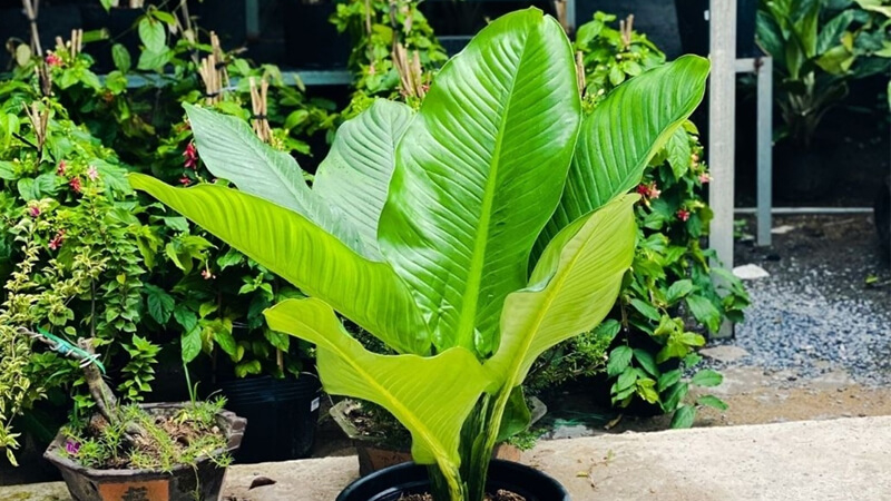 5 lợi ích khi trồng cây đại phú gia