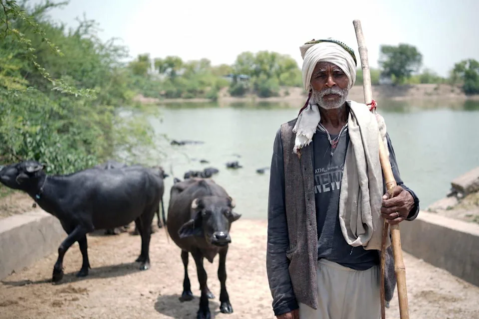   Rameshwar Yadav, một người chăn trâu, khoác khăn choàng và mặc quần áo mùa đông bất chấp cái nóng 46°C (Ảnh: Ankit Srinivas)  