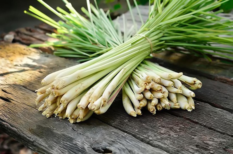5 cây trồng quanh nhà khiến rắn 