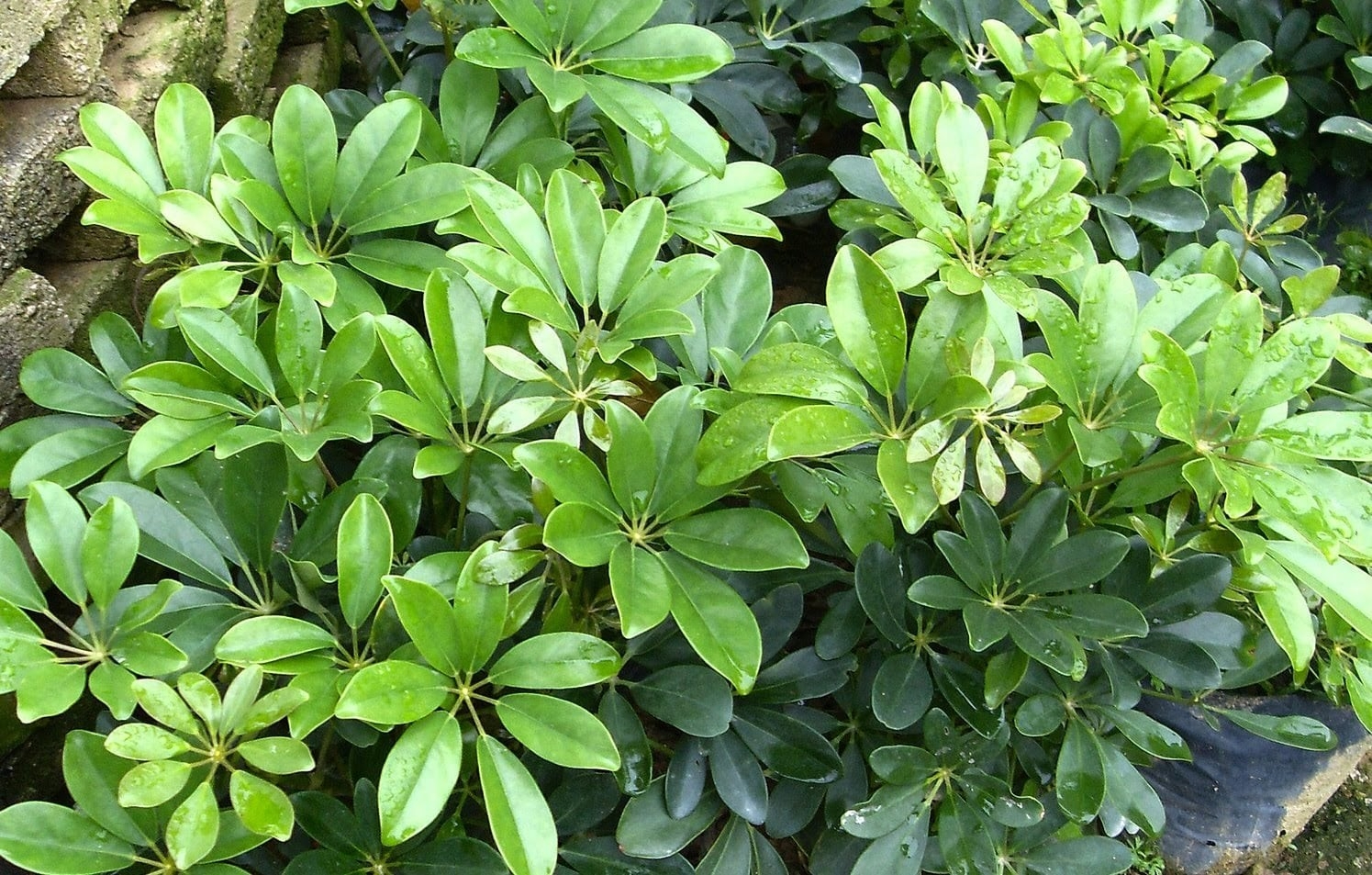 Công dụng của cây ngũ gia bì