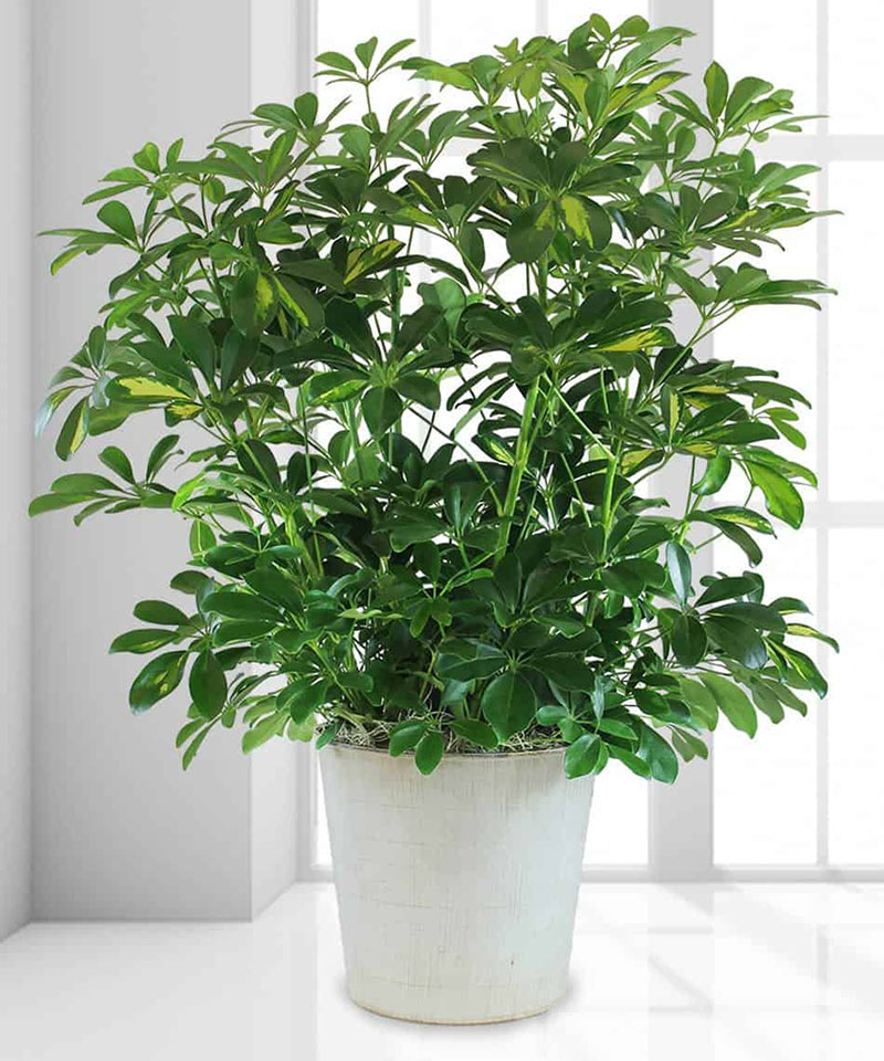 Công dụng của cây ngũ gia bì