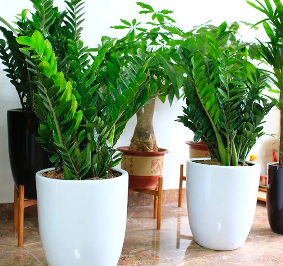 Công dụng của cây kim tiền