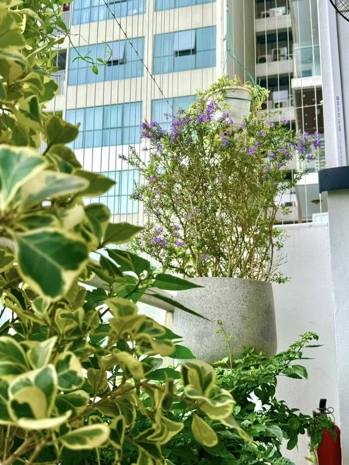 Vợ chồng nam nghệ sĩ thường xuyên chia sẻ những hình ảnh rực rỡ hoa lá ở ban công