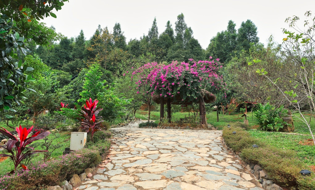 Khắp không gian nổi bật với cây hoa xanh mát
