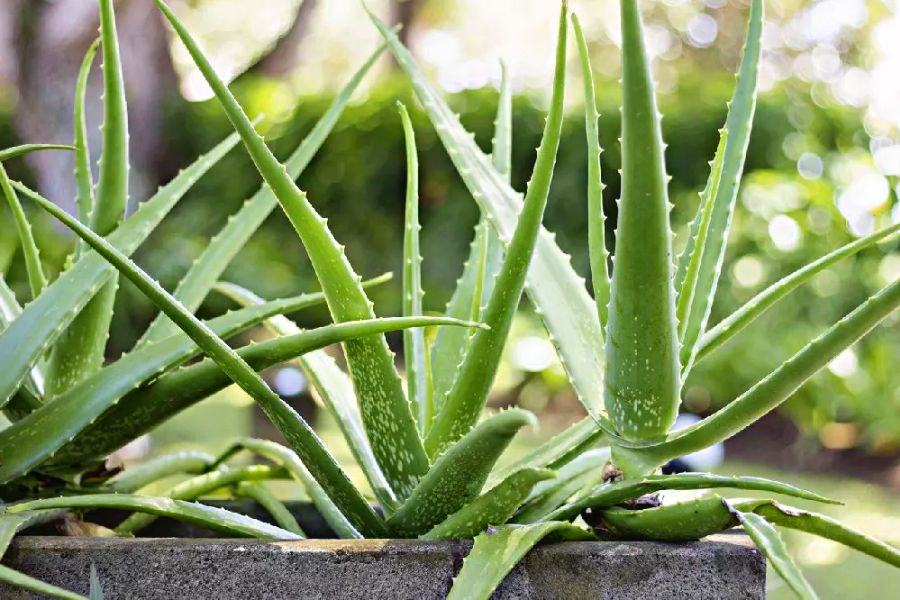 Vì sao nhiều người thích trồng nha đam quanh nhà?