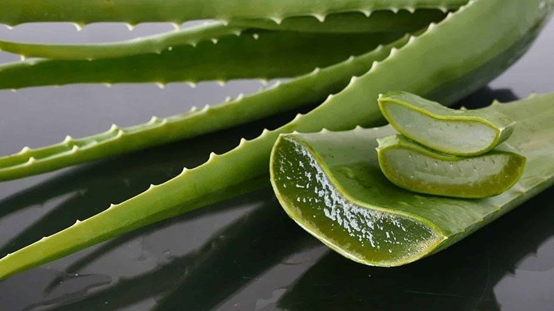 Vì sao nhiều người thích trồng nha đam quanh nhà?