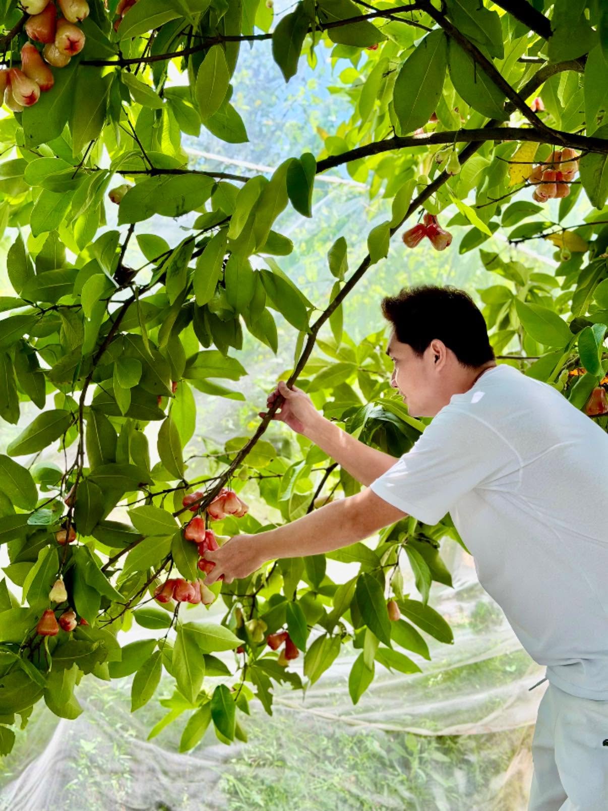 Cây roi được Minh Luân bao bọc lưới kỹ càng để tránh côn trùng