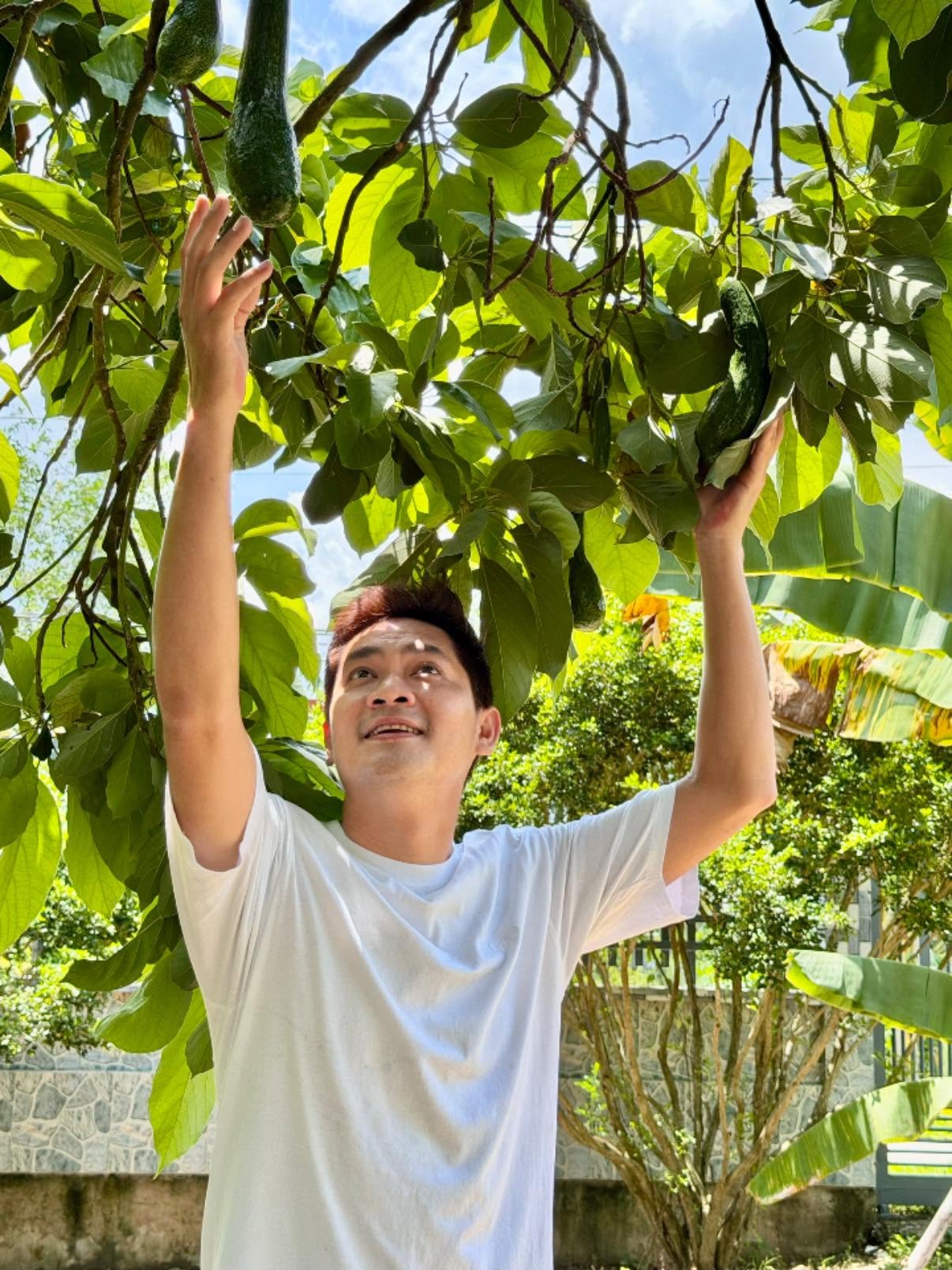 Nhờ điều kiện thổ nhưỡng thuận lợi của miền Tây nên cây bơ cho trái đều và chất lượng