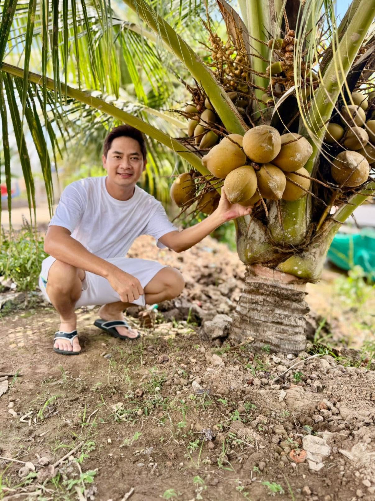 Trong không gian vườn của gia đình Minh Luân, cây trái nào cũng được anh chăm sóc kỹ lưỡng nên phát triển vô cùng tốt