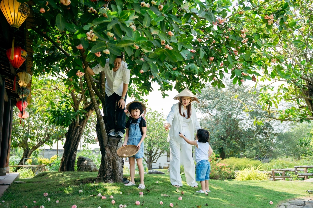 Những cây roi trong vườn đều sai trĩu quả