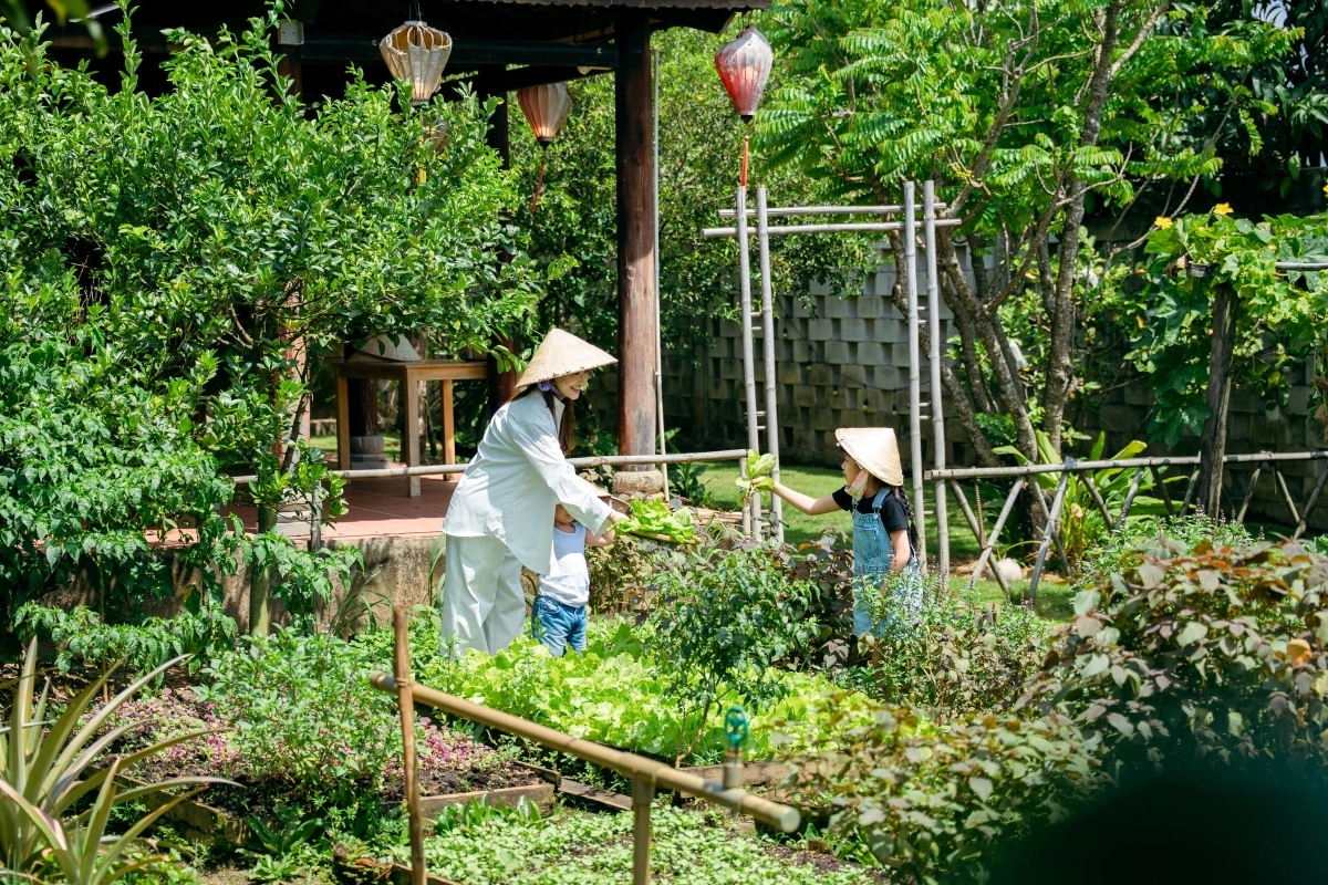 Không chỉ có các cây ăn trái, vườn rau trong cơ ngơi cũng phát triển cực xanh tốt