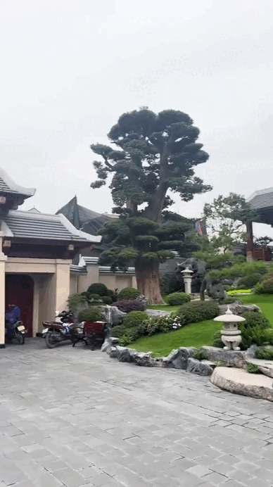 Biệt phủ rộng như công viên của trưởng thôn trẻ nhất Việt Nam: Phải đi xe điện mới tham quan hết, riêng cây cảnh giá hàng chục tỷ