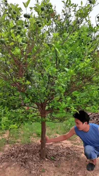 Quất và nhãn dù trái nhỏ xíu nhưng cũng không hề kém cạnh, cây nào cũng phát triển tốt và sai trĩu quả.