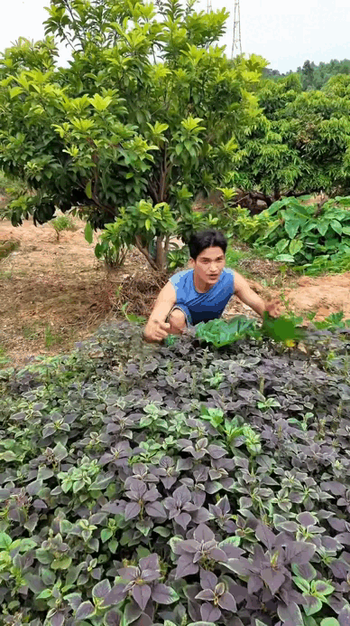 Rau mồng tơi và rau dền cũng phát triển chẳng kém cạnh
