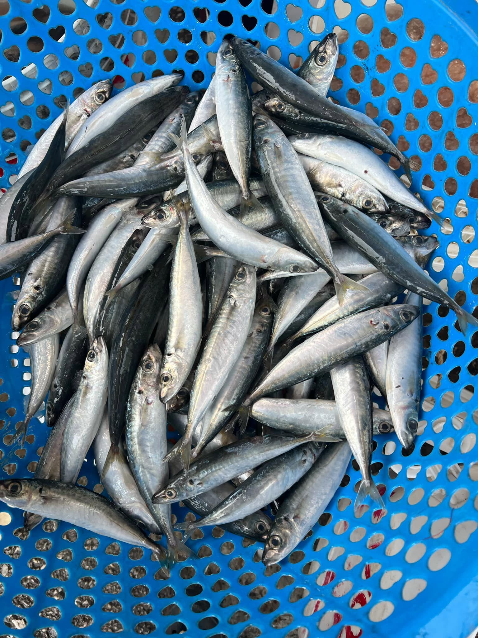 5 loại cá đi chợ nên mua