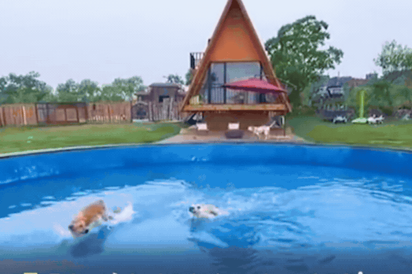 Hoặc bơi lội thỏa thích