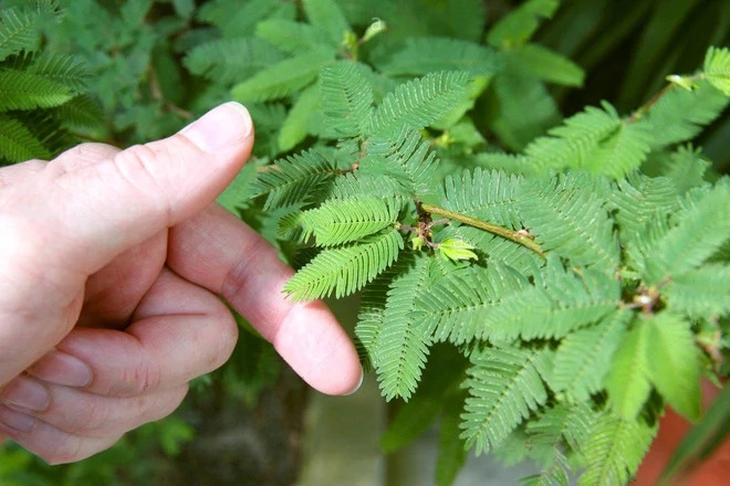 Vì sao gọi là cây trinh nữ?