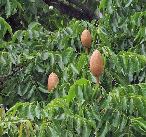 Vì sao gọi là cây dái ngựa?