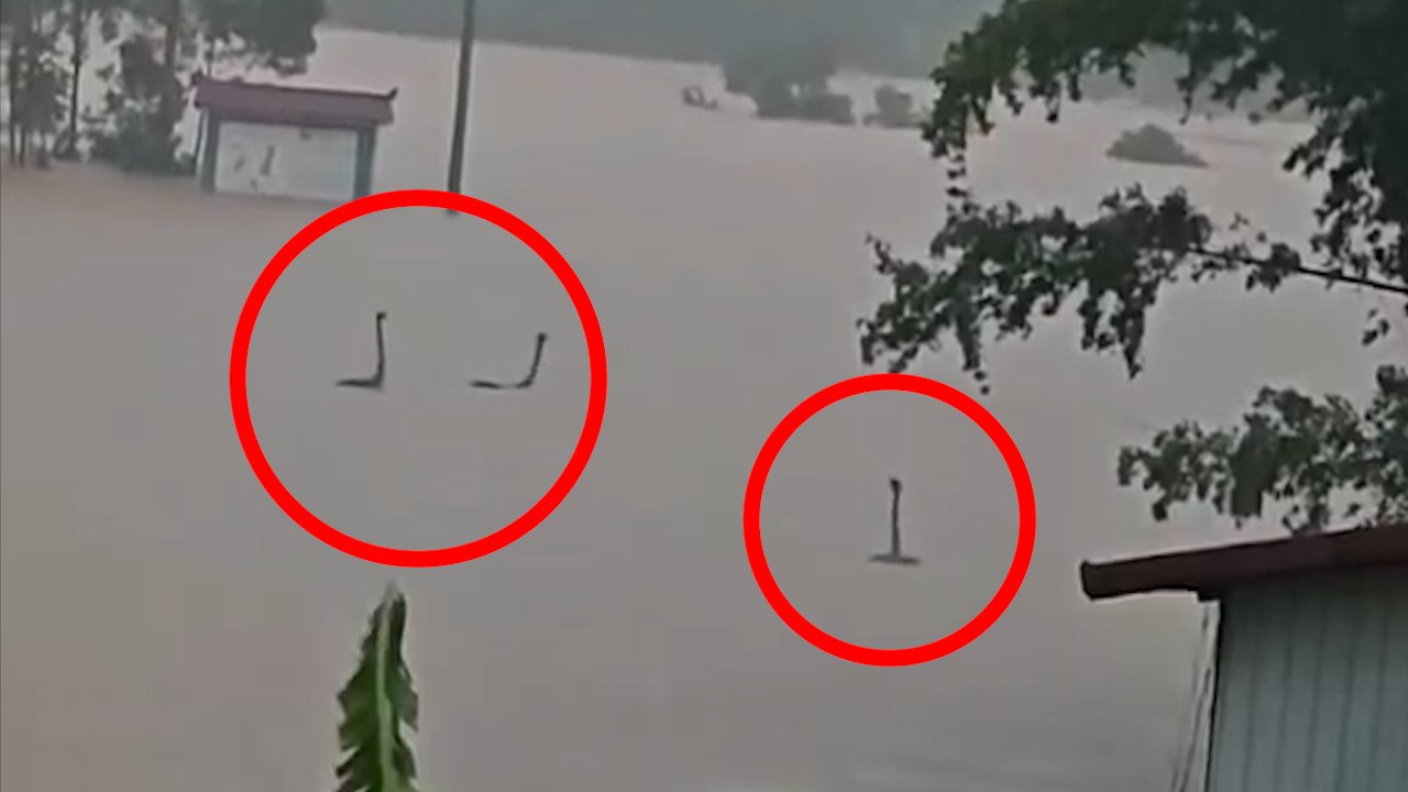 Những con