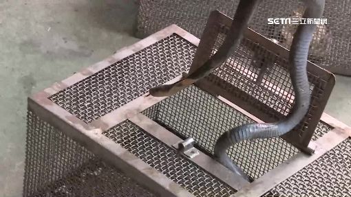 Nghề nuôi rắn ở Trung Quốc đang chuyển hướng sang mục đích làm dược liệu hoặc thú cưng bò sát
