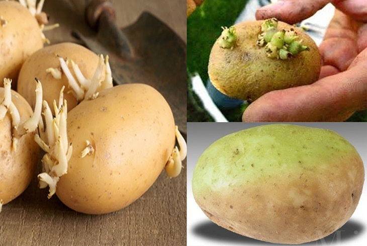 Khoai tây mọc mầm có ăn được không?