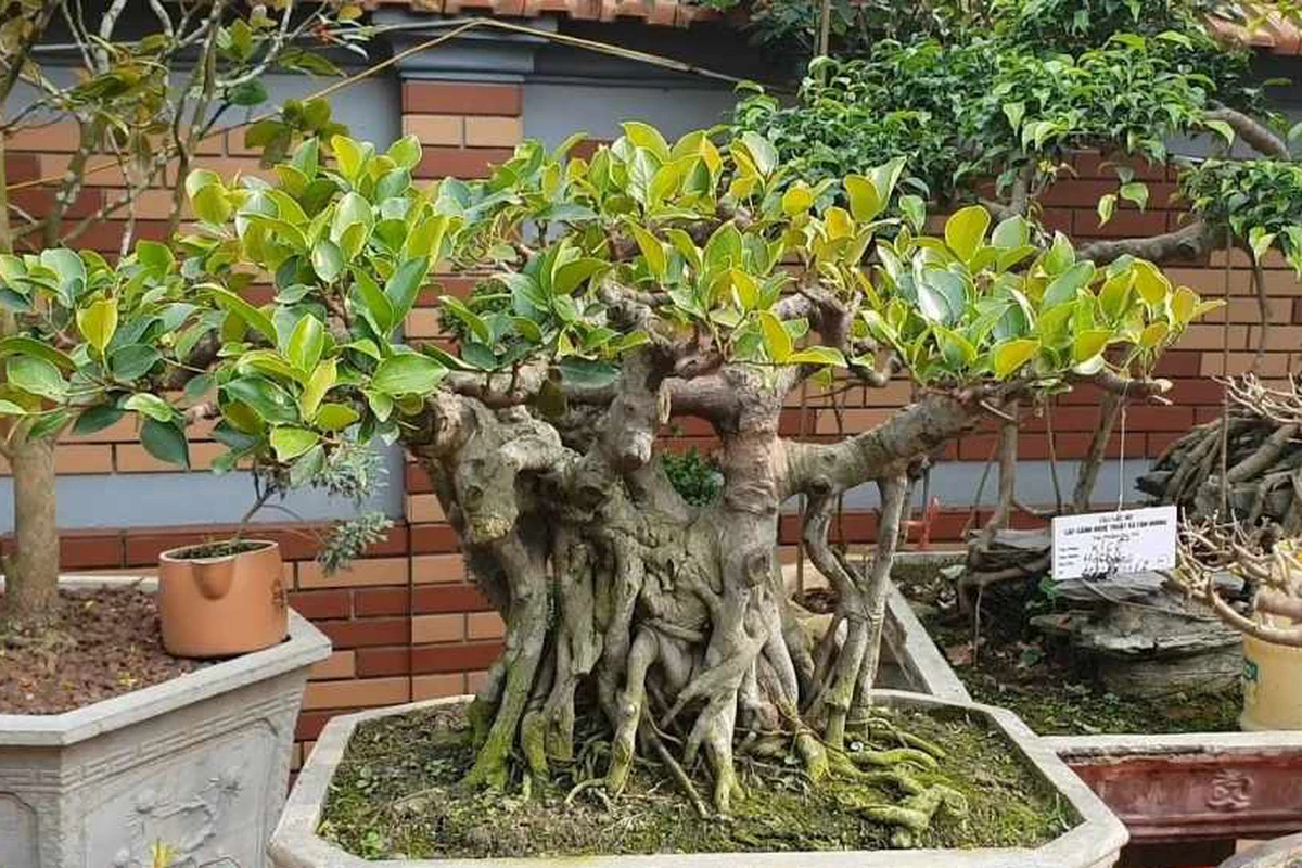 4 cây cảnh có dáng mọc ngược đời, cứ tưởng