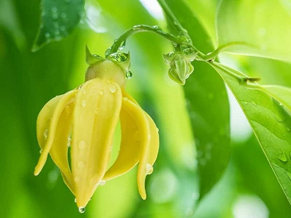 4 cây cảnh có dáng mọc ngược đời, cứ tưởng