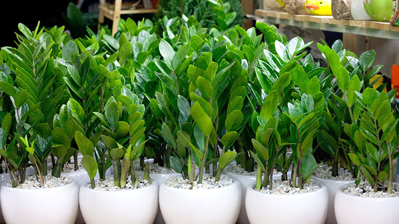 6 lời khuyên cho các gia đình đang trồng cây kim tiền