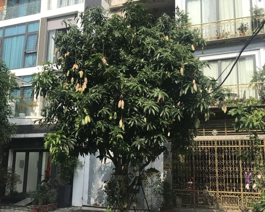 5 lý do nên trồng một cây xoài trong nhà