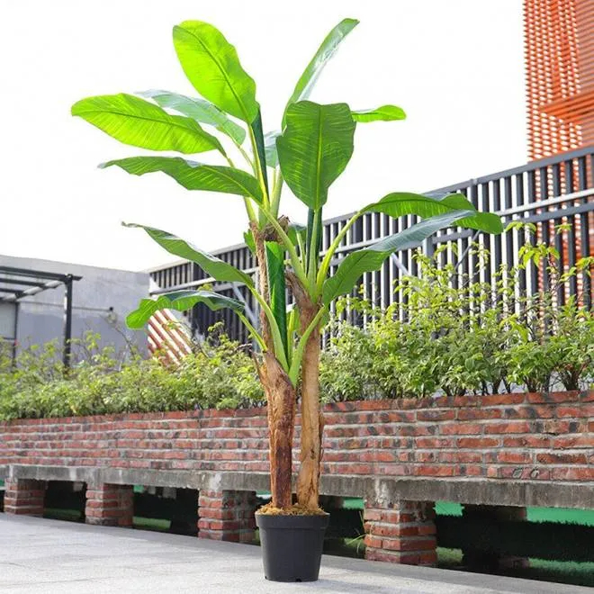 5 lý do nhất định nên trồng một cây chuối trong nhà