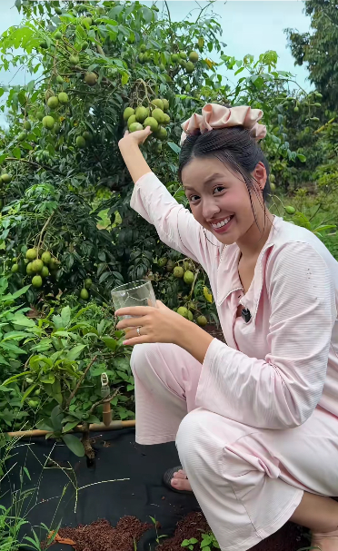 Các giống cây cóc, chôm chôm, bơ, sầu riêng,... đều có đủ