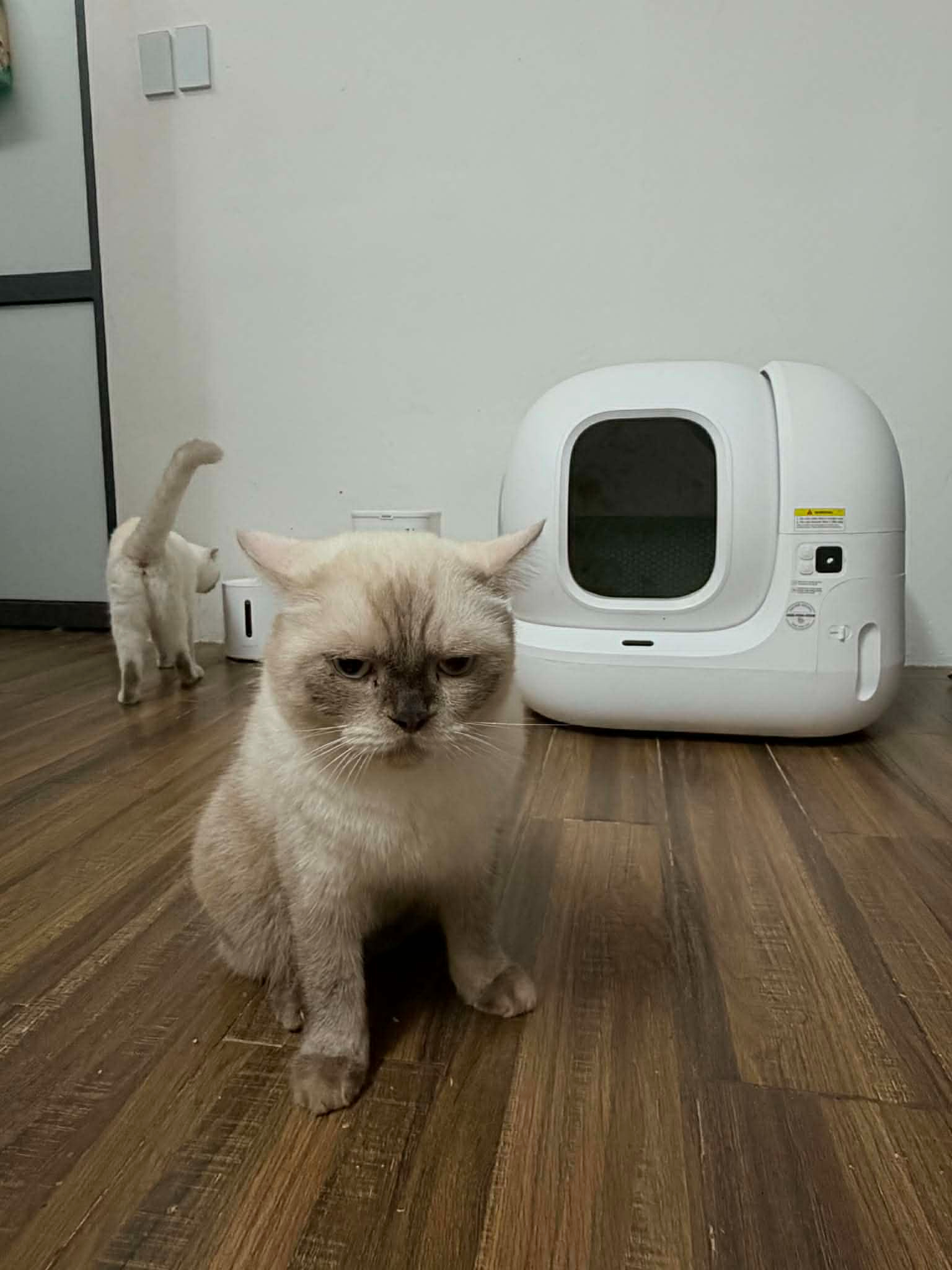 2 bé mèo của Hải Hà và các loại máy mà cô đã sắm cho mèo