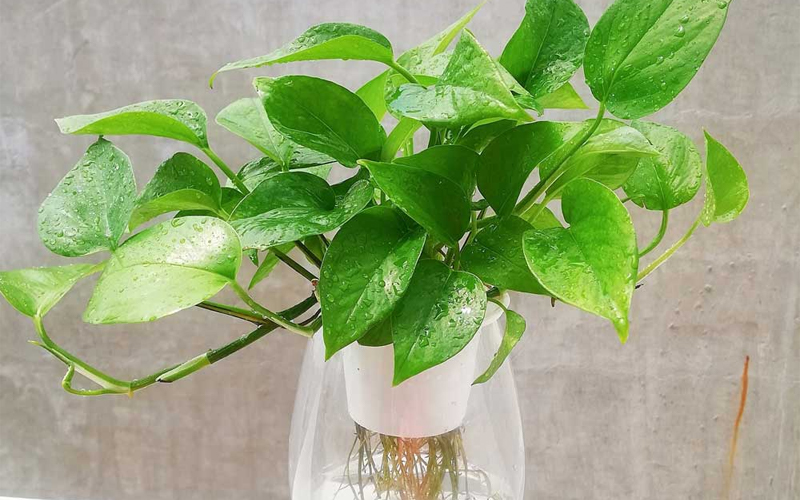 5 lý do vì sao nên trồng một cây trầu bà trong nhà