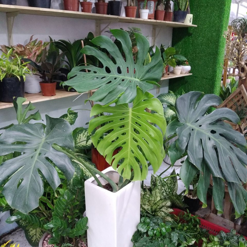 5 lý do vì sao nên trồng một cây trầu bà trong nhà