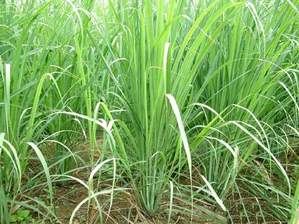 4 loại cây rắn thường