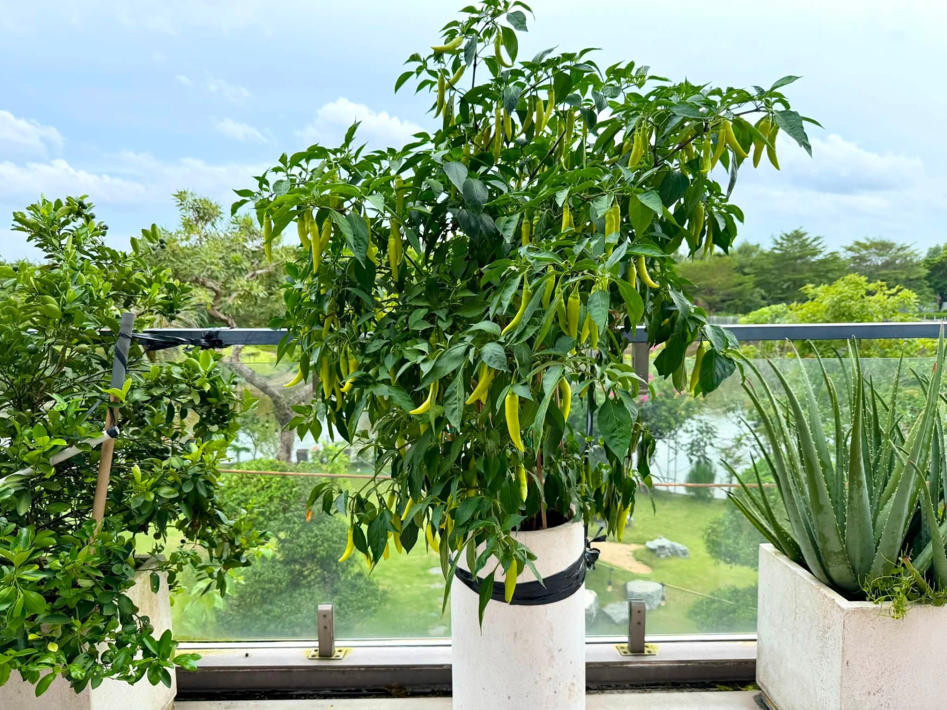 Biệt thự triệu đô của Cao Thái Sơn, thứ quý giá nhất không nằm trong nhà