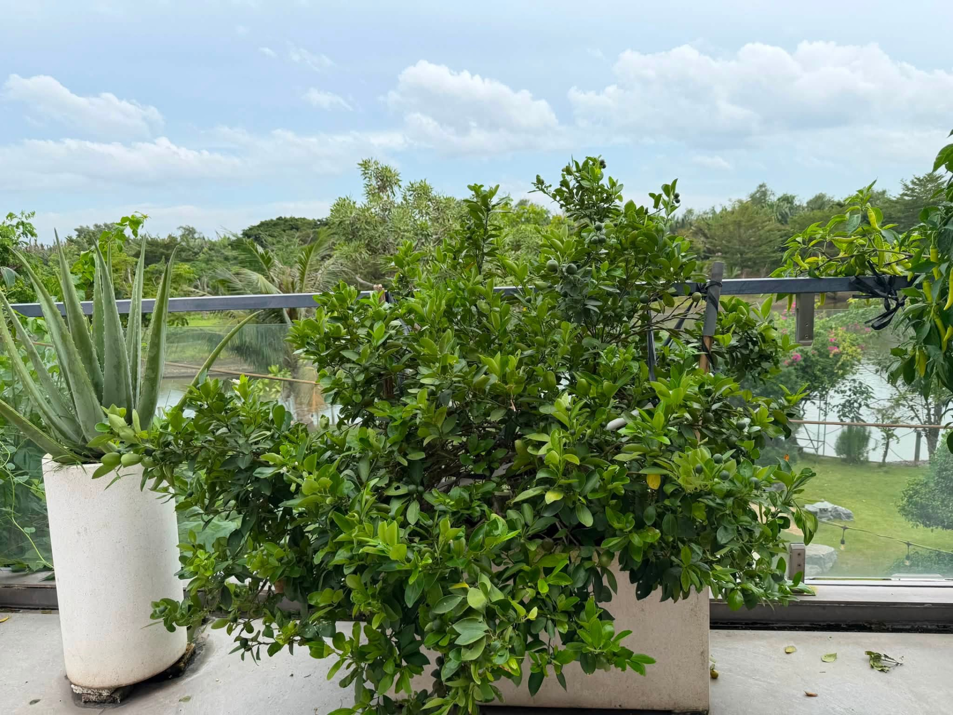 Biệt thự triệu đô của Cao Thái Sơn, thứ quý giá nhất không nằm trong nhà