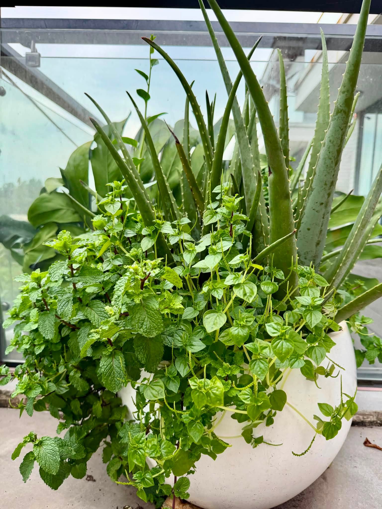 Biệt thự triệu đô của Cao Thái Sơn, thứ quý giá nhất không nằm trong nhà