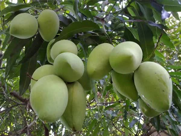Vườn nhà nghìn mét vuông của Mỹ Tâm