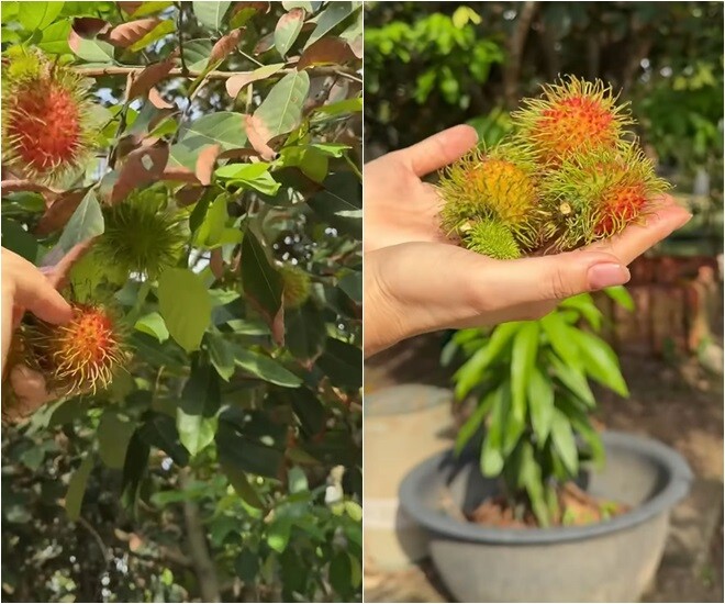 Vườn nhà nghìn mét vuông của Mỹ Tâm