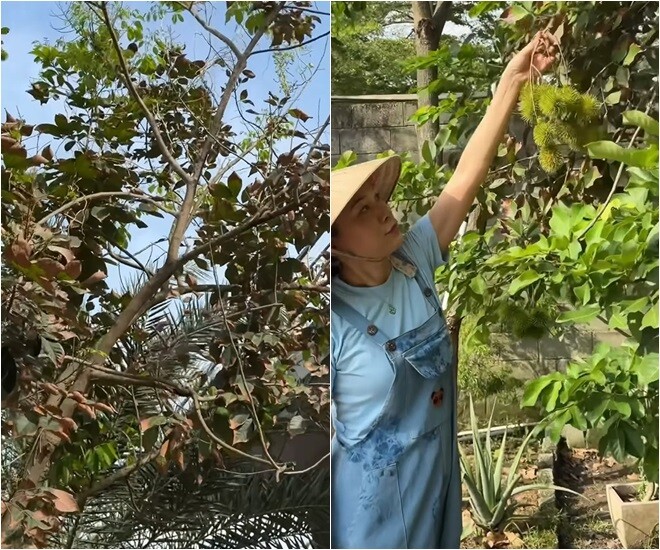 Vườn nhà nghìn mét vuông của Mỹ Tâm