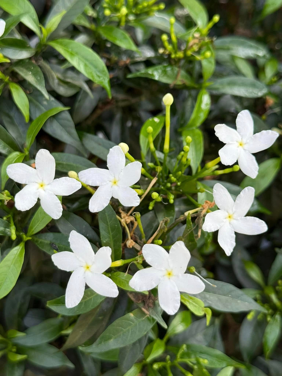 Vườn nhà nghìn mét vuông của Mỹ Tâm