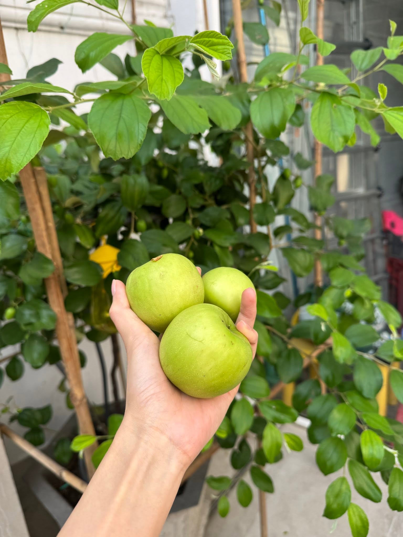 Vườn nhà Tăng Thanh Hà