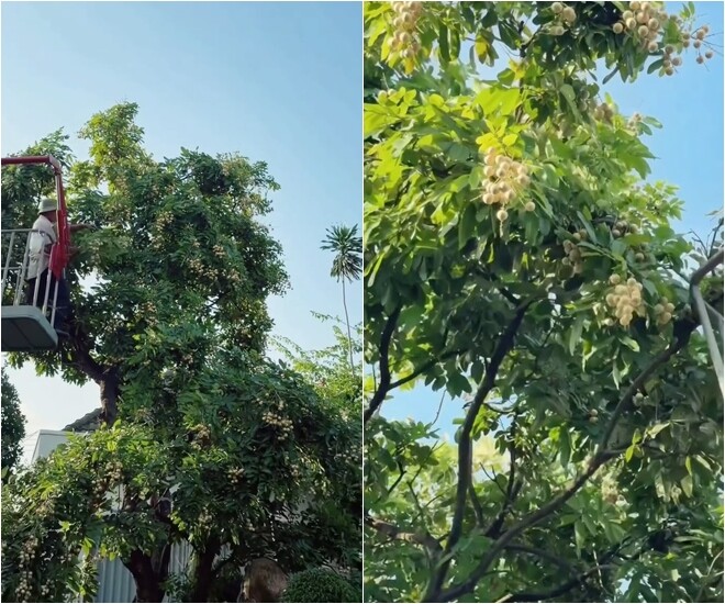 Vườn nhà 3.000m² của
