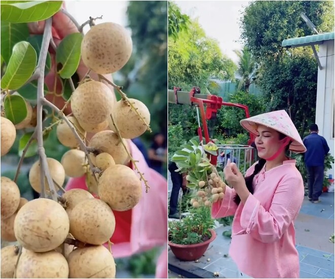 Vườn nhà 3.000m² của