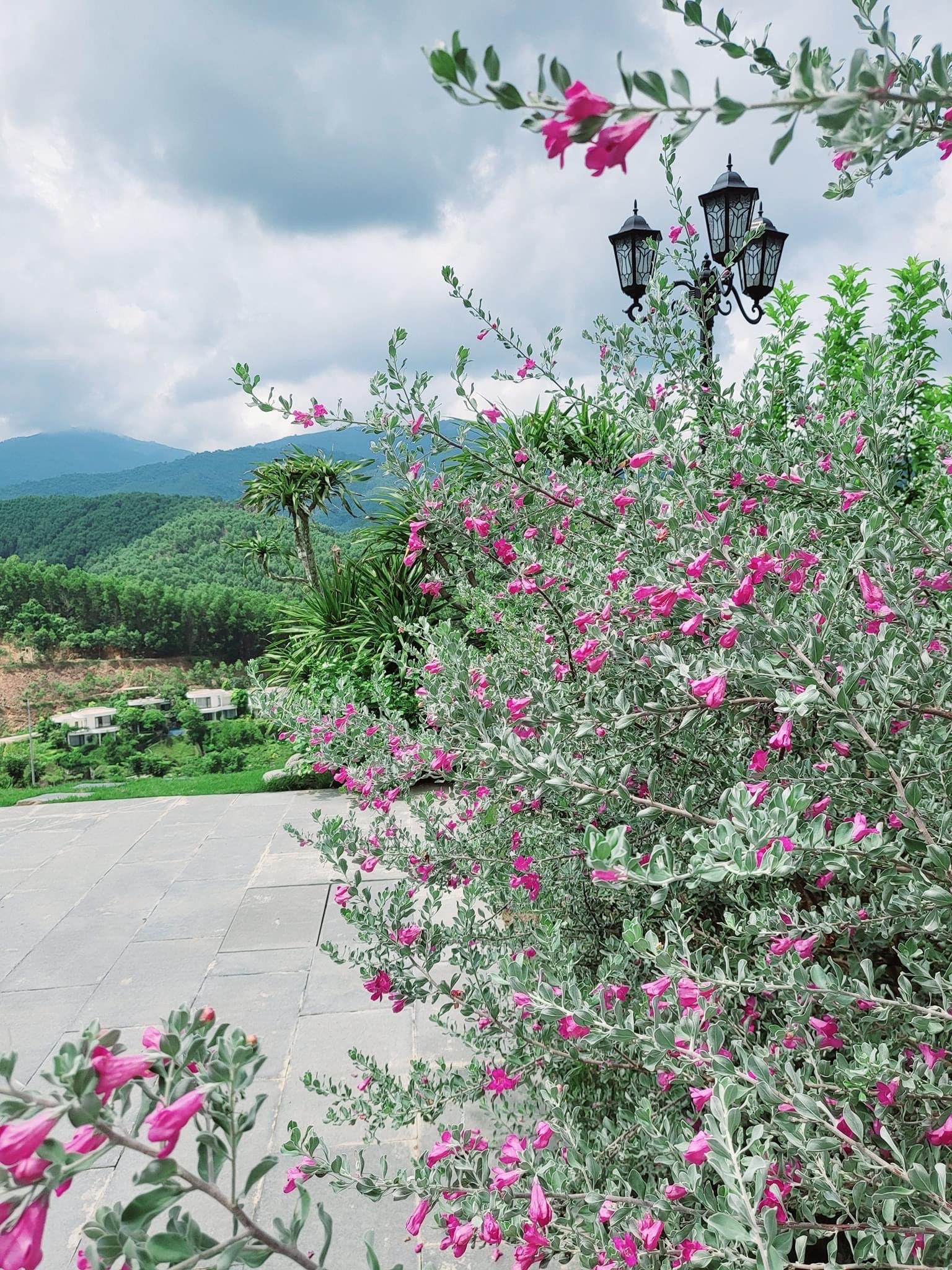 Vườn nhà Mạnh Trường