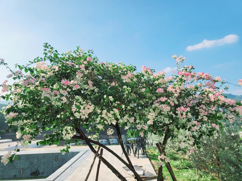 Vườn nhà Mạnh Trường