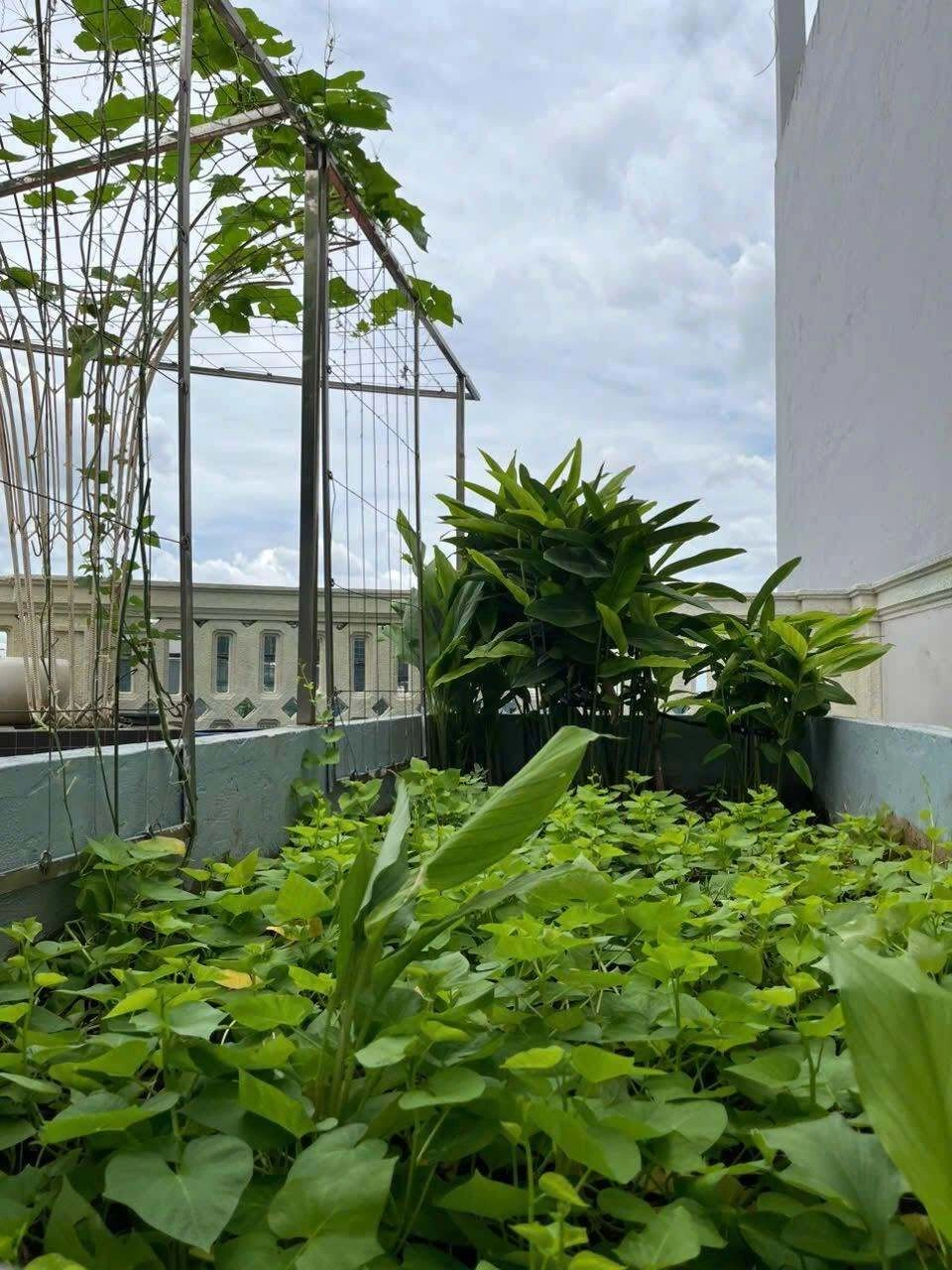 Vườn nhà 200m² của Hoa hậu Giáng My