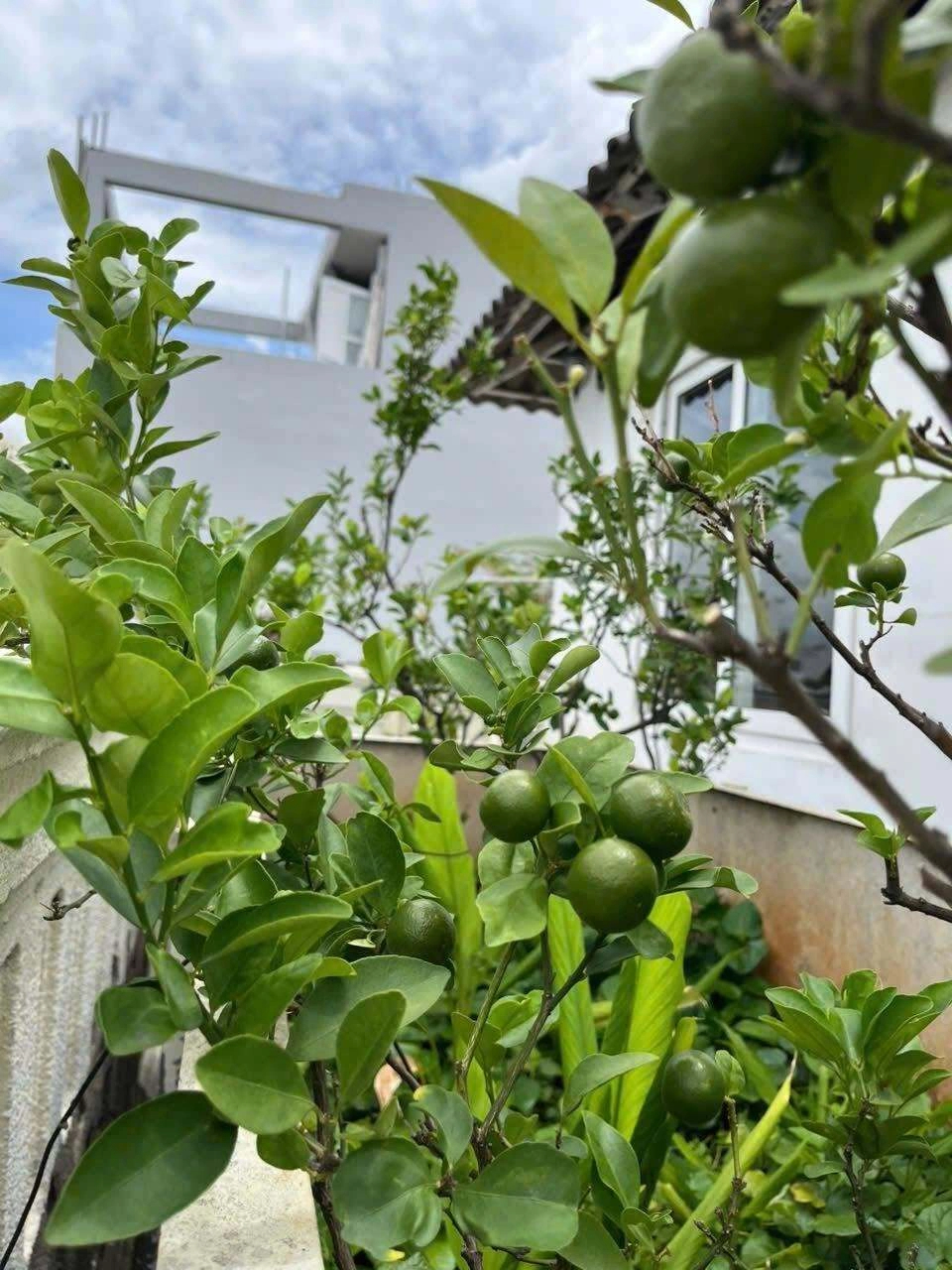 Vườn nhà 200m² của Hoa hậu Giáng My
